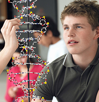 Male student looks at a DNA model